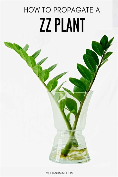 Zz Plant Care How To Grow A Zamioculcas Zamiifolia