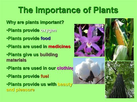 Ppt Plants The Producers Powerpoint Presentation Free Download Id