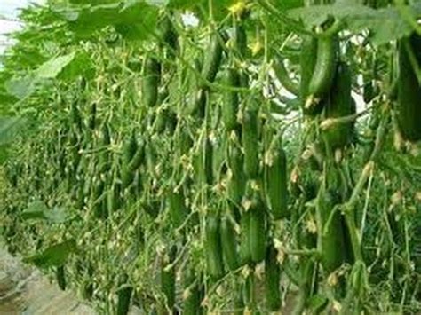 Planting cucumbers in rows and training them to grow up trellises saves space in crowded garden. Growing Cucumbers - YouTube