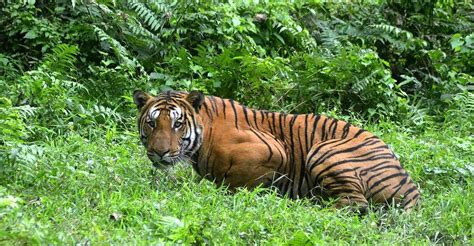Critically Endangered Tiger Population In India Back To More Than 3000