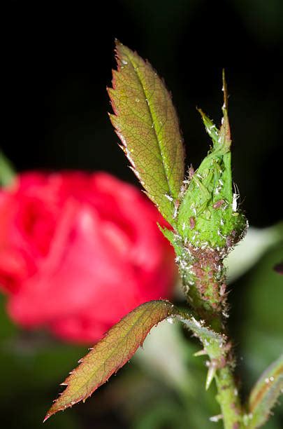 70 Aphid Infestation On Roses Stock Photos Pictures And Royalty Free