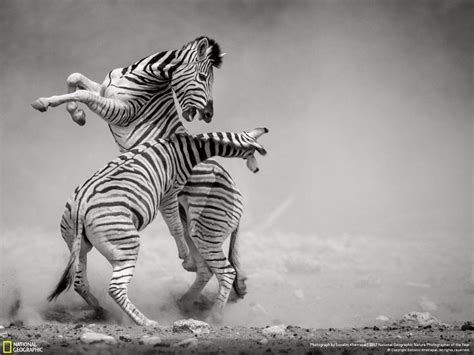 Zebra Fight Wildlife Photography National Geographic