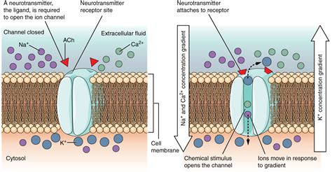 The Action Potential · Anatomy And Physiology