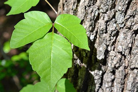 How To Treat Poison Ivy Or Oak Osf Healthcare