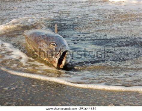 Dead Fish On Beach Stock Photo Edit Now 291644684