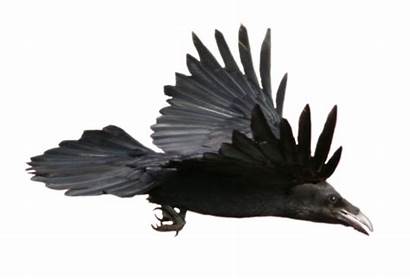 Raven Freepngimg Icon