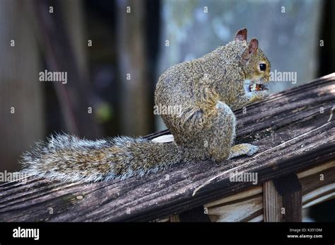 Eastern Grey Squirrel Sciurus Carolinensis Stock Photo Alamy