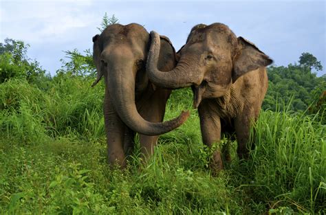 Asian Elephants Console Each Other When In Distress Live Science