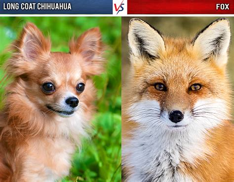 15 Dogs That Look Like A Fox Pethelpful