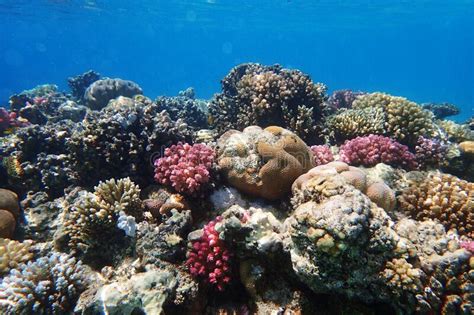 Coral Reef In Red Sea Stock Photo Image Of Animal Landscape 171410834