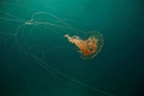Box Jellyfish Cornish Secrets