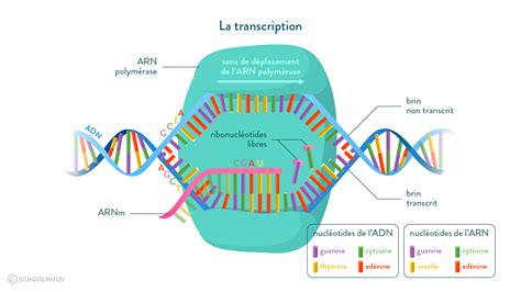 La Transcription Fiche De Cours Svt Schoolmouv Gambaran