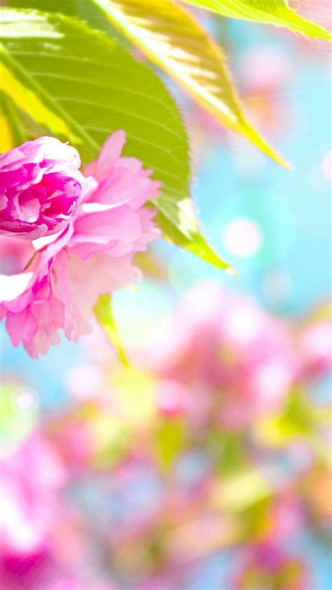 Cute Spring Wallpaper Iphone With Hd Resolution 1080x1920