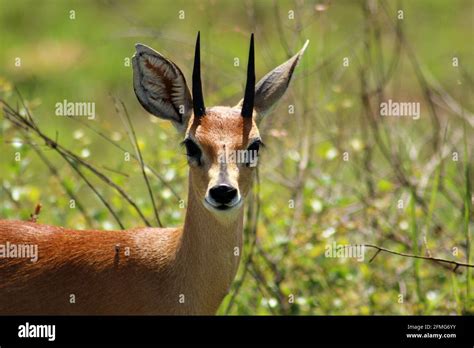 Small African Antelope Hi Res Stock Photography And Images Alamy