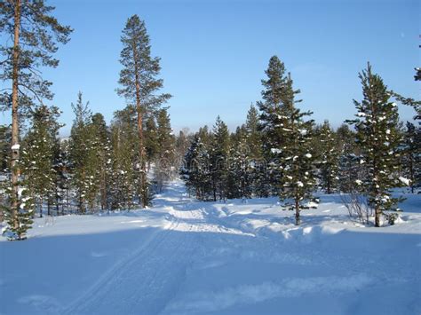 Lapland Pine Trees Stock Image Image Of Pine Circle 13407989