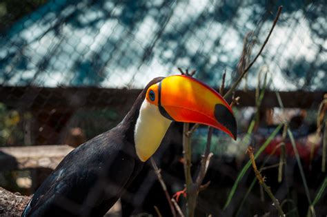 Toucan In An Enclosure On A Summer Day At The Zoo Stock Photo
