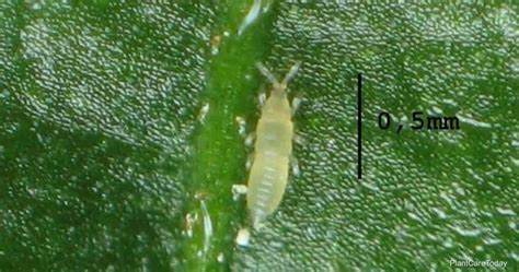 Citrus Thrips How And Why To Control Thrips On Citrus