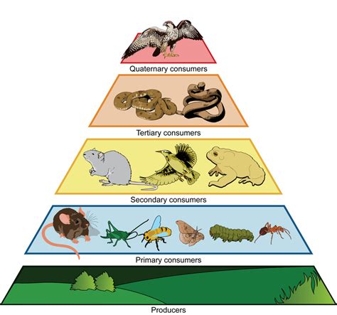 Ecosystem Biology Diagram Quizlet