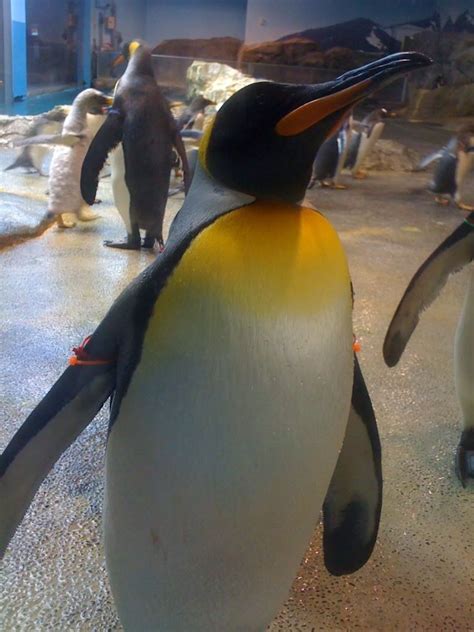 Penguin Aquarium Nagasaki Japan 長崎県 長崎ペンギン水族館 Nagasaki Japan