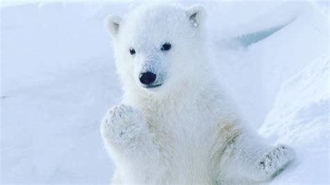 Petition · Save The Polar Bears From Climate Change ·