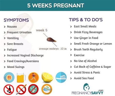 Pin On Pregnancy Weeks