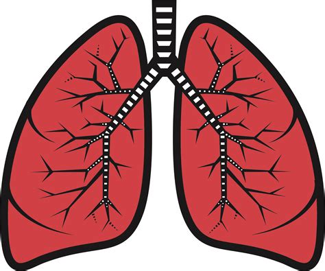free lung human internal organ anatomy png illustrati