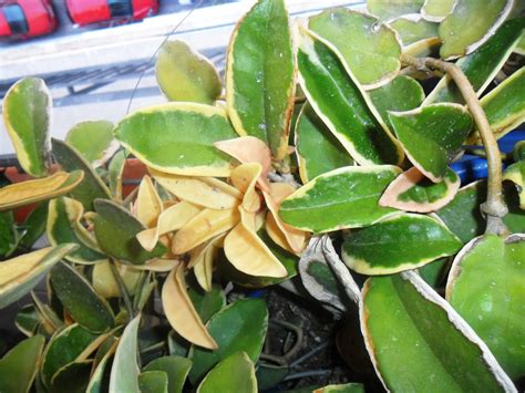 Hoya is an evergreen climber suitable for the conservatory. Hoya carnosa 'Krimson Queen' pink vine w/white leaves