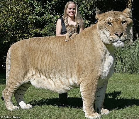 Half Lion Half Tiger Its The Baby Liger And His 64 Stone Brother