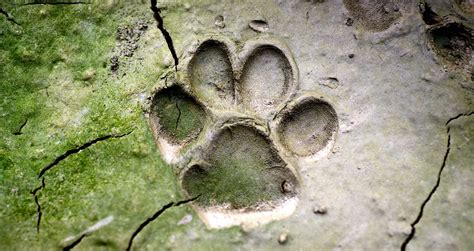 Identifying Animal Tracks And Their Meaning On Whats Your