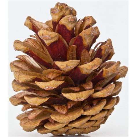 Red Pine Cones Pine Cones For Sale Curious Country Creations
