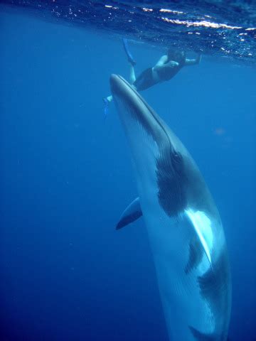 Being larger in size, blue whale is the biggest creature in the world. Minke and Humpback Whale season Far North Queensland ...
