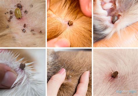 How Do Tick Bites Look Like On Dogs