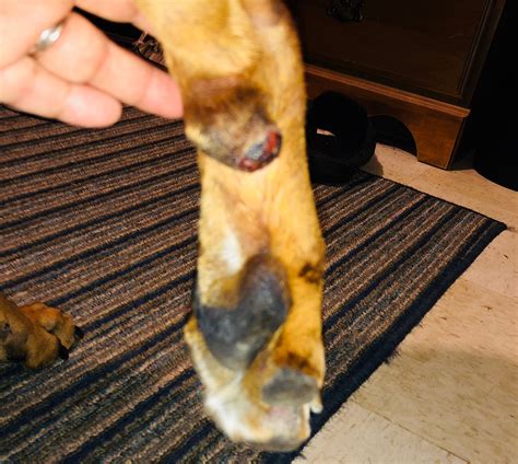 My Boxer Has A Red Swollen Bump On His Carpal Padi Only Noticed It
