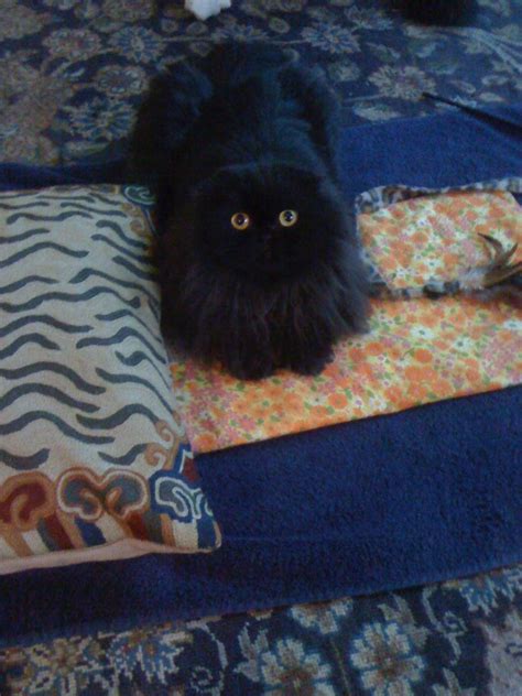 Vivienne Stole My Heating Pad Our Scottish Fold Cat Cat Scottish