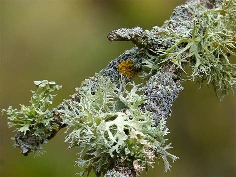 Lichens And People Uses Benefits And Potential Dangers Owlcation