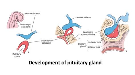 Pituitary Gland Anatomy Histology And Embryology
