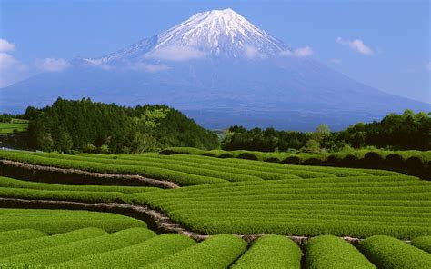 Forever fields of greens, as the name suggests, is an excellent source of nourishment from green vegetables. Japan, Landscape, Mount Fuji Wallpapers HD / Desktop and ...