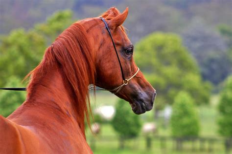 All About The Arabian Horse Breed Profile History Characteristics