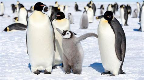 Chimu Adventures Antarctica Bookings Going Strong Karryon