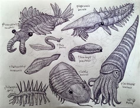 Cambrian And Ordovician Animals By Mickeyrayrex On Deviantart