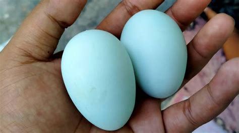 5 Ciri Ciri Telur Ayam Birma Jantan Dan Betina Asli