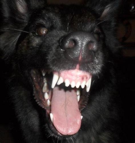Pin By Mad Dogs On Aggressive Dogs Angry Dog Scary Dogs Dog Teeth