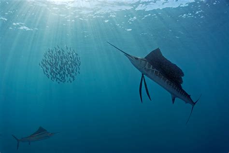 Sailfish Hunting Foto And Bild Unterwasser Uw Salzwasser Natur