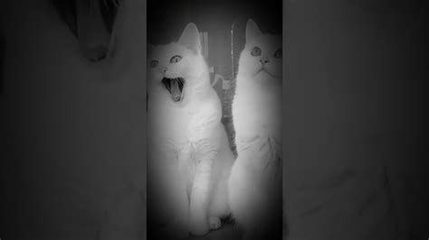 قطط عجيبة Weird Cats Youtube