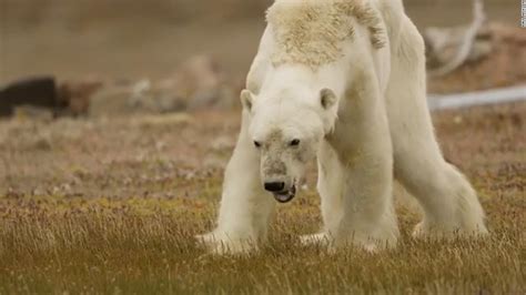 Starving Polar Bear Video Goes Viral Cnn Video