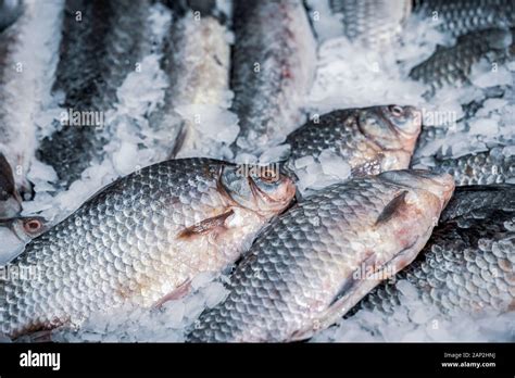 Fresh Fish On Ice Sale Of Fresh Frozen Fish On Farmers Bazaar Open