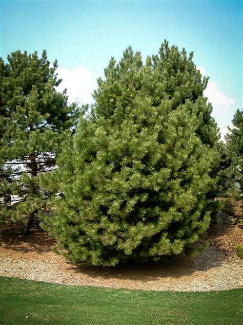 Austrian Black Pine For Sale The Tree Center