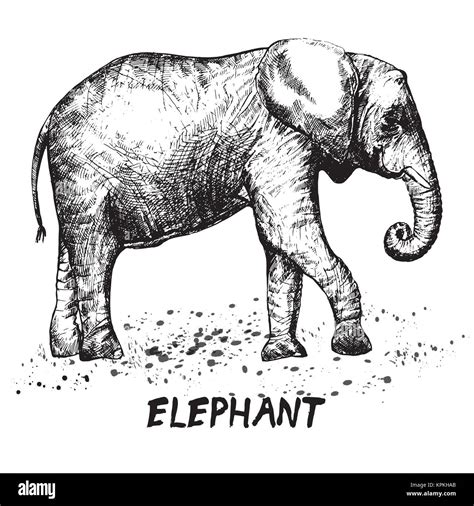 Hand Gezeichnete Skizze Der Elefant Vector Illustration Auf Weißem