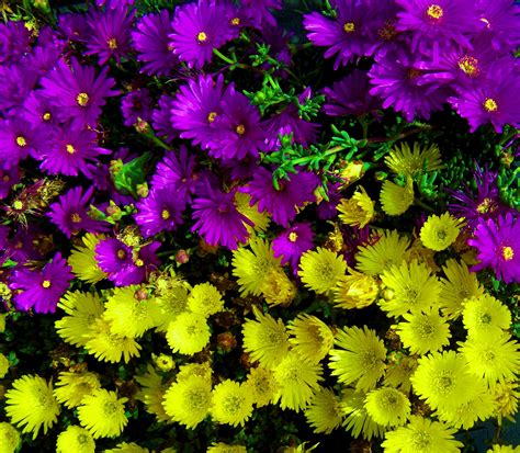 Yellow And Purple Moss Rose Free Image Peakpx