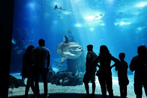 🥇 Largest And Best Aquariums In Europe 2023 Top 10